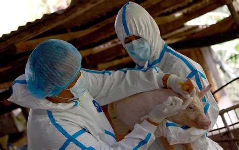 asf vaccine|News Releases .